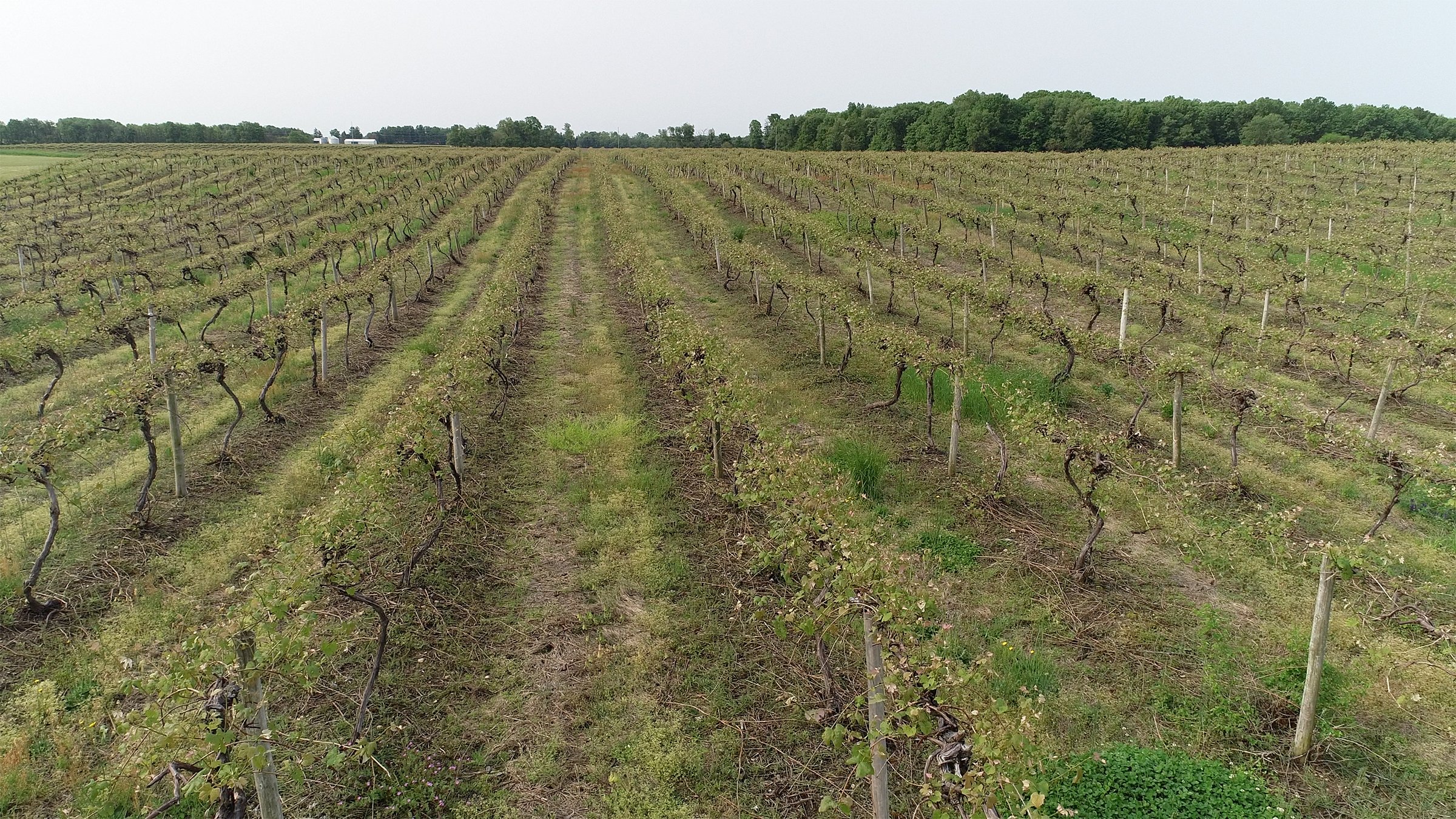 Van Buren County, Michigan farmland - LAND AUCTION - 194+/- ACRES OFFERED IN 5 TRACTS IN VAN BUREN COUNTY, MICHIGAN